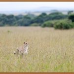 국가공무원법, 당신의 공무원 생활을 지켜주는 든든한 버팀목