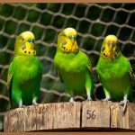 네트망 스탠드: 공간 효율과 인테리어 효과를 동시에!