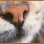 코여드름, 깨끗한 코를 위한 모든 것