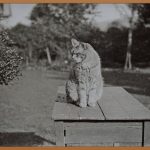 빛바랜 추억을 되살리는 방법: 오래된 사진 복원 가이드