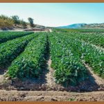 유기질 비료, 땅의 건강을 되살리는 마법