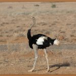 EMU: 혁신적인 쇼핑 경험, 지금 바로 시작하세요!