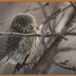 행운을 부르는 부엉이액자, 당신의 공간에 특별함을 더하세요