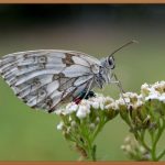 송진가루, 숲의 향기를 담은 마법의 가루