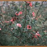 수목생리학, 나무의 숨겨진 비밀을 파헤치다