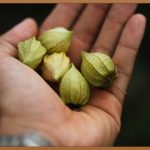 차전자피, 똑똑하게 섭취하는 방법!