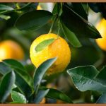 생율무가루, 건강한 습관의 시작