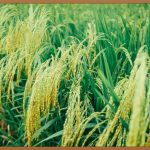 밥솥, 최고의 선택을 위한 모든 것