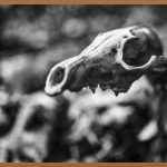 RMIT, 당신의 호주 유학을 열어갈 기회