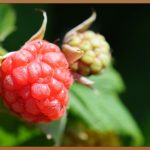 스케치업 루비, 당신의 디자인 역량을 높여줄 마법의 도구