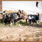 짜장면 한 그릇, 행복을 배달하다