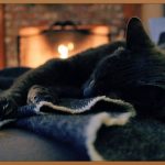 고양이, 당뇨로부터 건강을 지키는 법