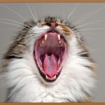 3일 만에 하얀 치아? 가성비 치아미백제 비교 분석!