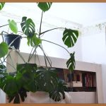 얇은 깔창, 발 건강과 편안함을 동시에 잡는 법