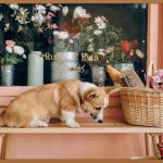 무인 펫샵, 24시간 열린 반려동물 천국