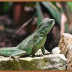 발가락 사이 갈라짐, 왜 생길까? 원인과 관리법