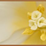 특별한 날, 당신의 결혼을 담아낼 일러스트