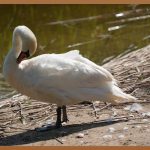 살빠지는물: 마법의 물? 효과와 진실 파헤치기