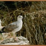 백하수오, 잃어버린 젊음을 되찾다